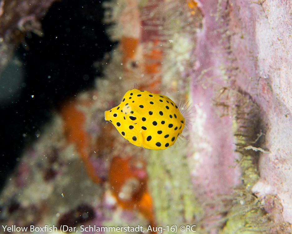 16_3_Yellow Boxfish Juvenile (Dar, Schlammerstadt, Aug-16)