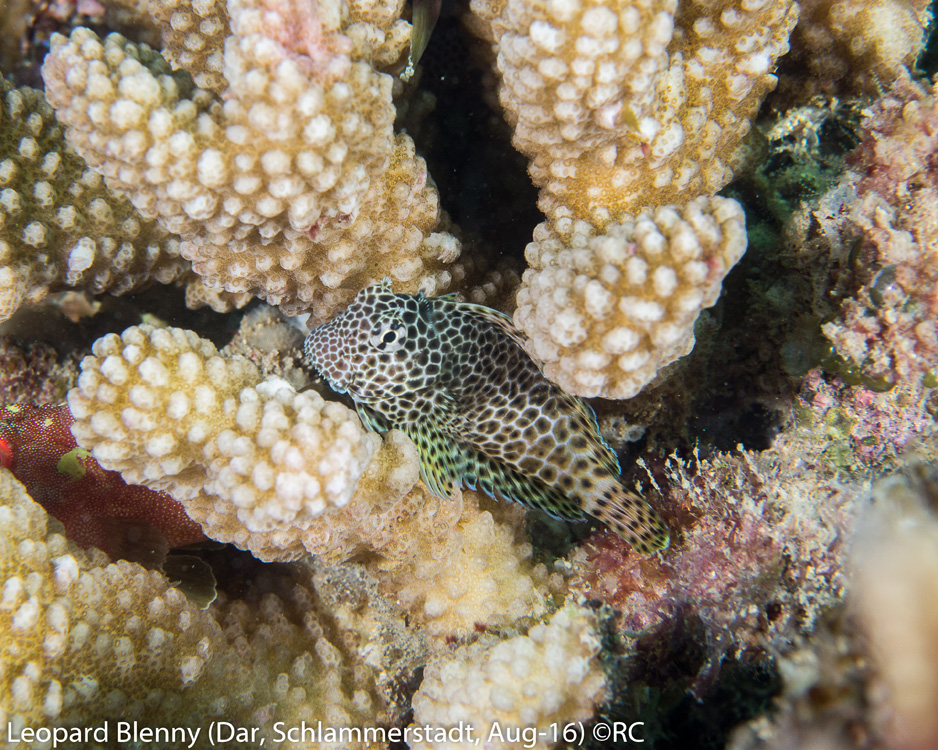 19_2_Leopard Blenny (Dar, Schlammerstadt, Aug-16)_1