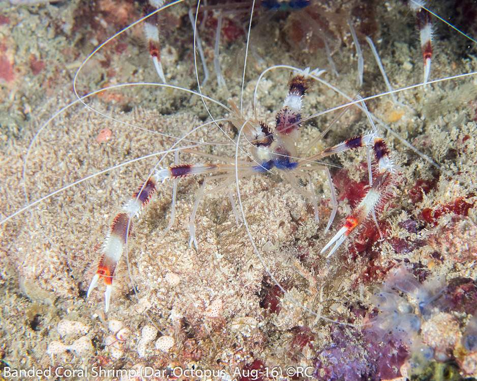 31_1_Banded Coral Shrimp (Dar, Octopus, Aug-16)