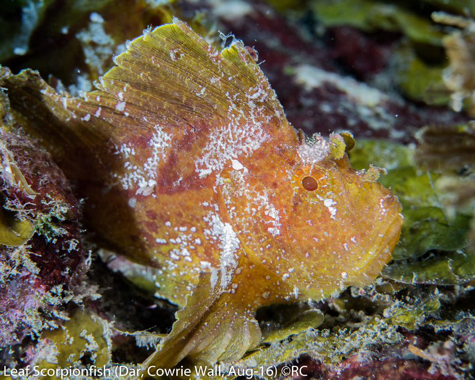 22_3_Leaf Scorpionfish (Dar, Cowrie Wall, Aug-16)