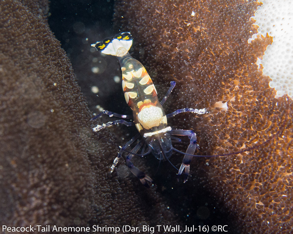 31_2_Peacock-Tail Anemone Shrimp (Dar, Big T Wall, Jul-16)_1