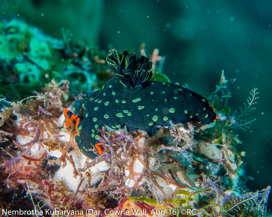 33_5_Nembrotha Kubaryana (Dar, Cowrie Wall, Aug-16)